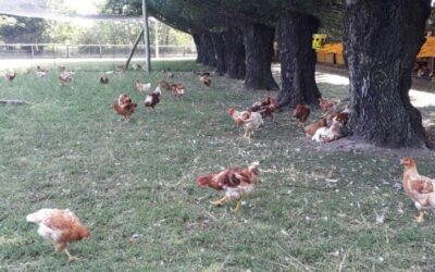 Cocorokeen, la primera granja (certificada) de pollos orgánicos: negocio y convicción