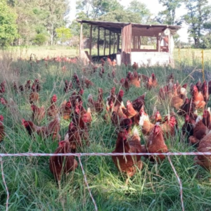 Gallinas libres de jaula