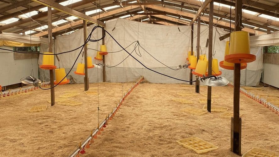 Interior del galpón de pollos de campo Cocorokeen preparado para el lote 2026