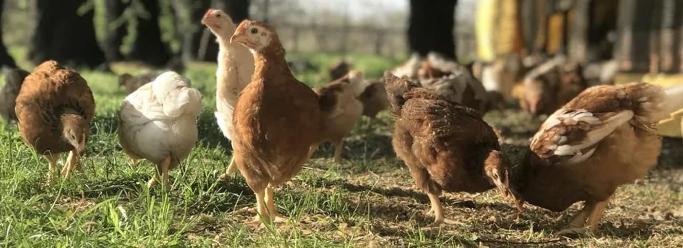 Pollos camperos argentinos a campo en Carlos Keen, Luján, Buenos Aires