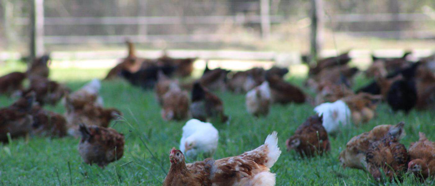 Pollos de campo en Carlos Keen, Luján, Buenos Aires